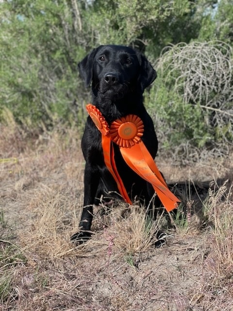 Dams - Logan River Retrievers